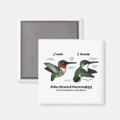 Ruby-throated Hummingbird Statistics Magnet (Vorderseite/Rückseite)