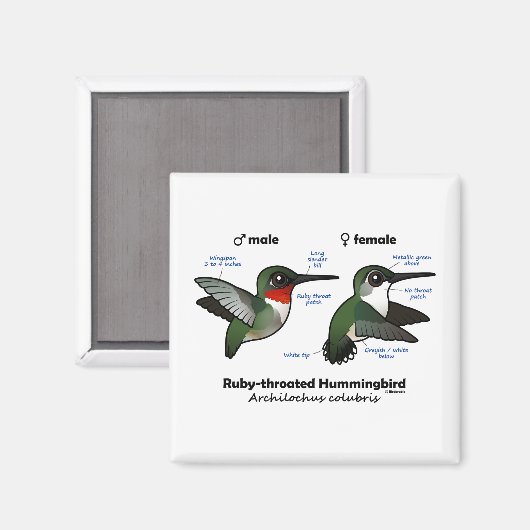 Ruby-throated Hummingbird Statistics Magnet (Vorderseite/Rückseite)