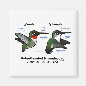 Ruby-throated Hummingbird Statistics Magnet (Vorne)
