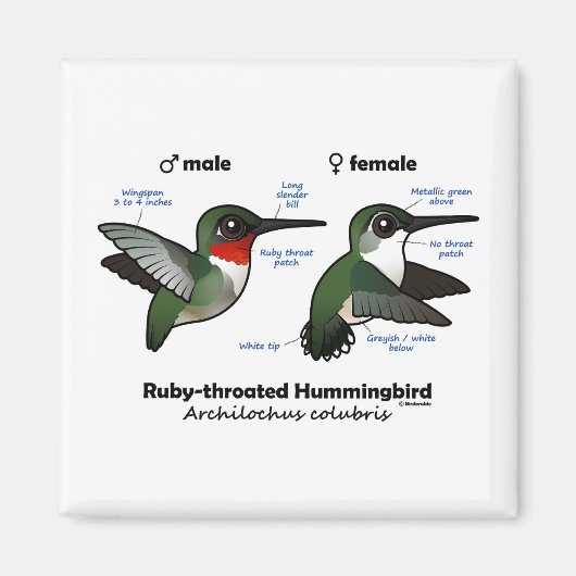 Ruby-throated Hummingbird Statistics Magnet (Vorne)