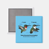 Ruby-throated Hummingbird Statistics Magnet (Vorderseite/Rückseite)