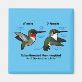 Ruby-throated Hummingbird Statistics Magnet (Vorne)