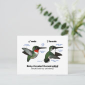 Ruby-throated Hummingbird Statistics Postkarte (Stehend Vorderseite)