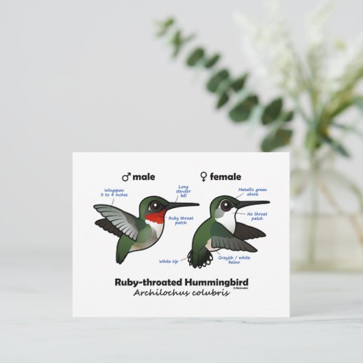 Ruby-throated Hummingbird Statistics Postkarte (Stehend Vorderseite)