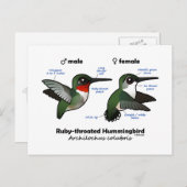 Ruby-throated Hummingbird Statistics Postkarte (Vorne/Hinten)