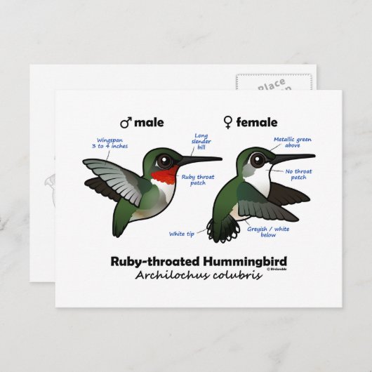 Ruby-throated Hummingbird Statistics Postkarte (Vorne/Hinten)