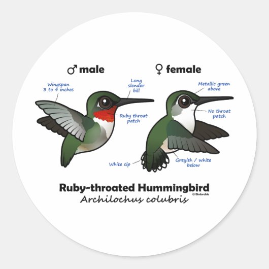 Ruby-throated Hummingbird Statistics Runder Aufkleber (Vorderseite)