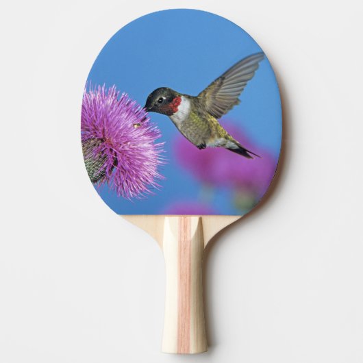 Ruby-throated Hummingbird Tischtennis Schläger (Vorderseite)