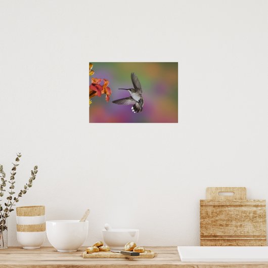 Ruby Throated Hummingbird, weiblich, im Flugzeug, Poster (Küche)