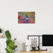 Ruby Throated Hummingbird, weiblich, im Flugzeug, Poster (Heimbüro)