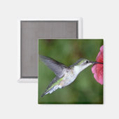 Ruby-throated Hummingbird (weiblich) with petunia Magnet (Vorderseite/Rückseite)