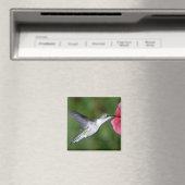 Ruby-throated Hummingbird (weiblich) with petunia Magnet (In Situ (Geschirrspüler))