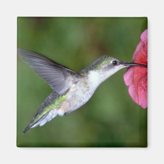 Ruby-throated Hummingbird (weiblich) with petunia Magnet (Vorne)