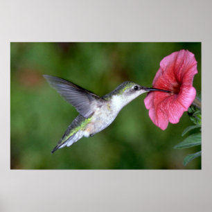 Ruby-throated Hummingbird (weiblich) with petunia Poster