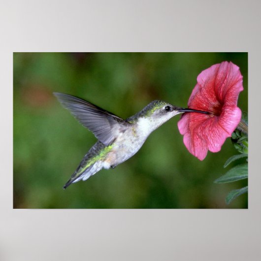 Ruby-throated Hummingbird (weiblich) with petunia Poster (Vorne)
