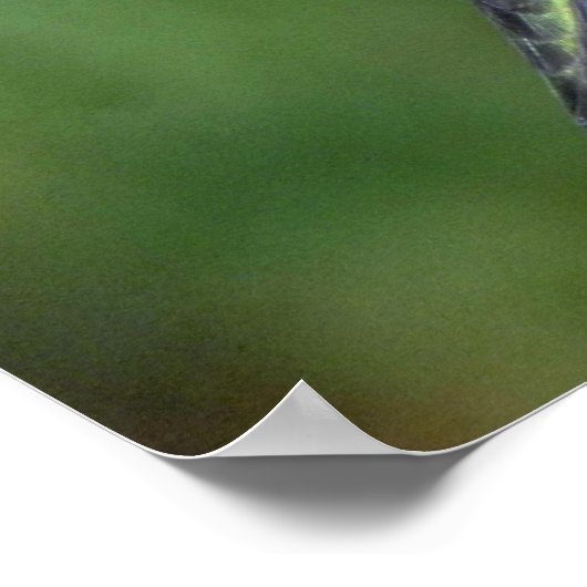 Ruby-throated Hummingbird (weiblich) with petunia Poster (Ecke)