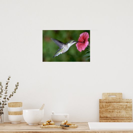 Ruby-throated Hummingbird (weiblich) with petunia Poster (Küche)