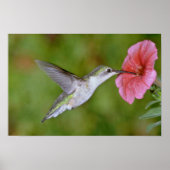 Ruby-throated Hummingbird (weiblich) with petunia Poster (Vorne)