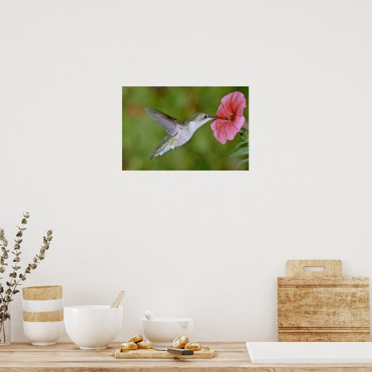 Ruby-throated Hummingbird (weiblich) with petunia Poster (Küche)