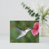 Ruby-throated Hummingbird (weiblich) with petunia Postkarte (Stehend Vorderseite)