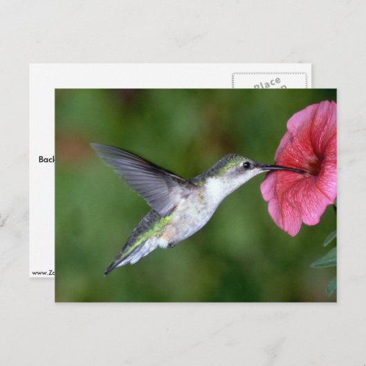 Ruby-throated Hummingbird (weiblich) with petunia Postkarte (Vorne/Hinten)