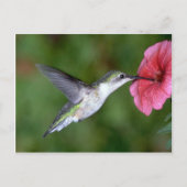 Ruby-throated Hummingbird (weiblich) with petunia Postkarte (Vorderseite)