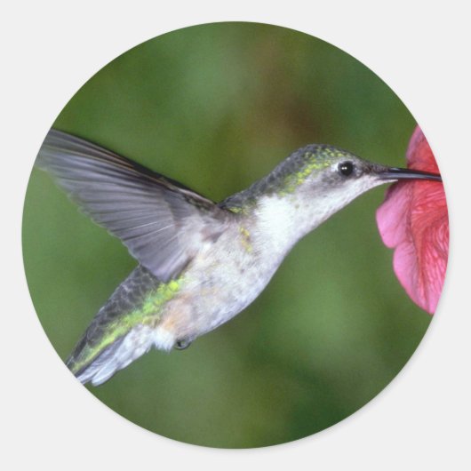 Ruby-throated Hummingbird (weiblich) with petunia Runder Aufkleber (Vorderseite)