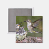 Ruby-throated Hummingbird (weiblich) with young Magnet (Vorderseite/Rückseite)