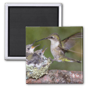 Ruby-throated Hummingbird (weiblich) with young Magnet