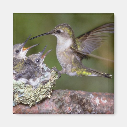 Ruby-throated Hummingbird (weiblich) with young Magnet (Vorne)