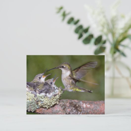 Ruby-throated Hummingbird (weiblich) with young Postkarte (Stehend Vorderseite)