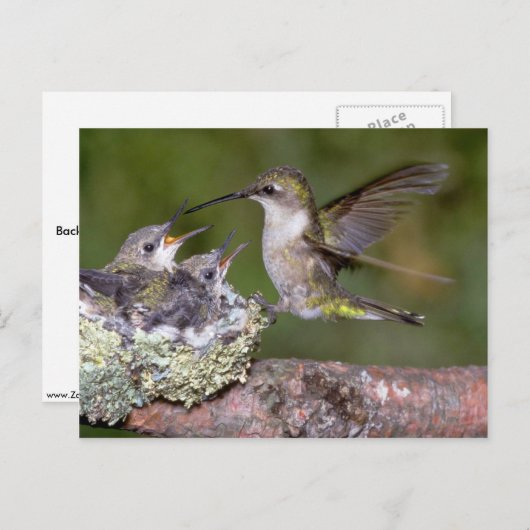 Ruby-throated Hummingbird (weiblich) with young Postkarte (Vorne/Hinten)
