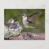 Ruby-throated Hummingbird (weiblich) with young Postkarte (Vorderseite)