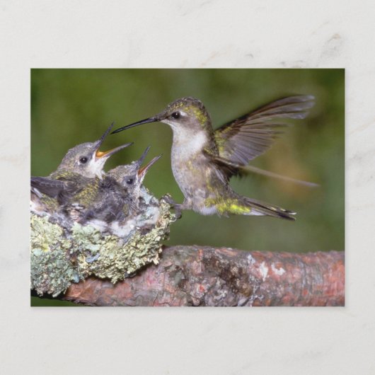 Ruby-throated Hummingbird (weiblich) with young Postkarte (Vorderseite)