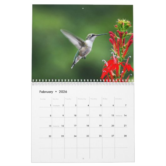 Ruby Throated Hummingbirds Kalender (Feb 2026)