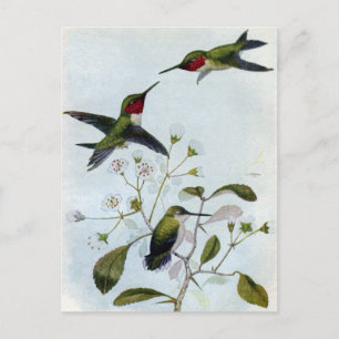 Ruby-throated Hummingbirds Postkarte