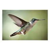Ruby throby Hummingbird in Flight: Foto drucken (Vorne)