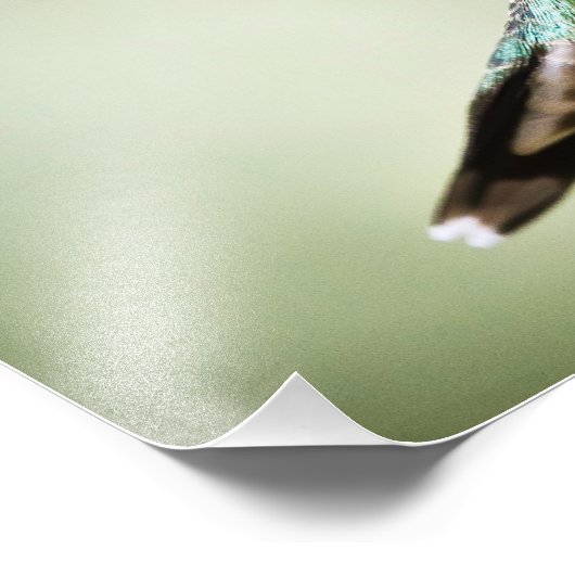 Ruby throby Hummingbird in Flight: Foto drucken (Ecke)