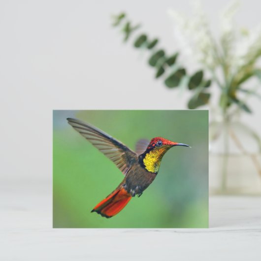 Ruby Topaz Hummingbird (Chrysolampis-Moskitus) Postkarte (Stehend Vorderseite)