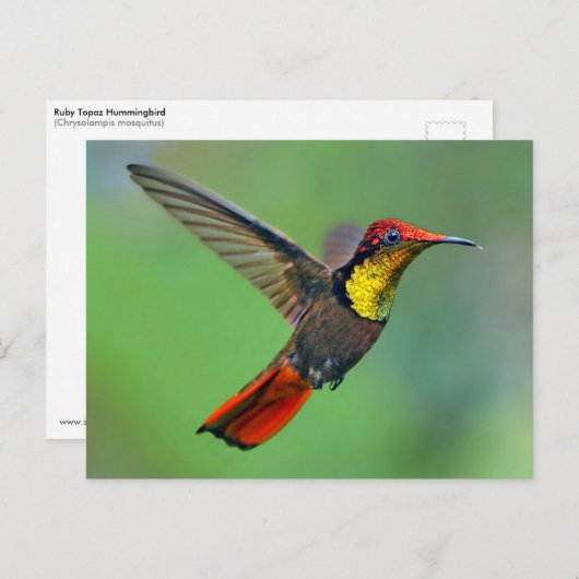 Ruby Topaz Hummingbird (Chrysolampis-Moskitus) Postkarte (Vorne/Hinten)