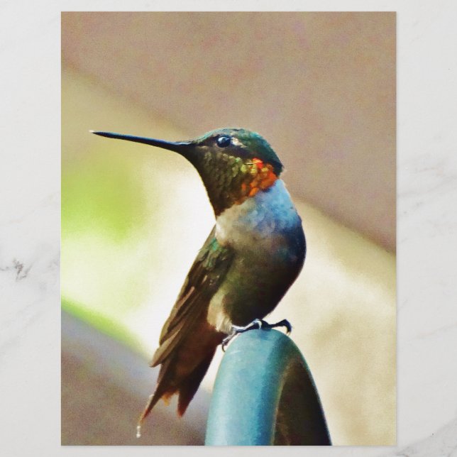 Ruby und Grüner kleiner Hummingbird (Vorderseite)