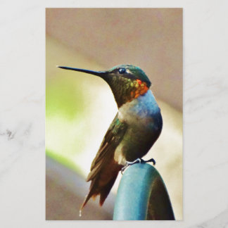 Ruby und Grüner kleiner Hummingbird