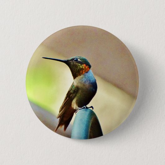 Ruby und Grüner kleiner Hummingbird Button (Vorderseite)