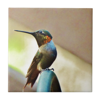 Ruby und Grüner kleiner Hummingbird Fliese