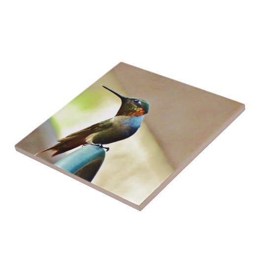 Ruby und Grüner kleiner Hummingbird Fliese (Seite)