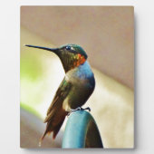 Ruby und Grüner kleiner Hummingbird Fotoplatte (Vorderseite)