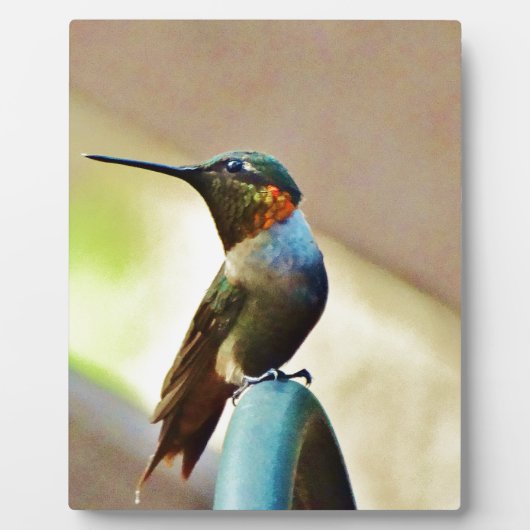 Ruby und Grüner kleiner Hummingbird Fotoplatte (Vorderseite)