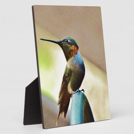 Ruby und Grüner kleiner Hummingbird Fotoplatte (Seite)