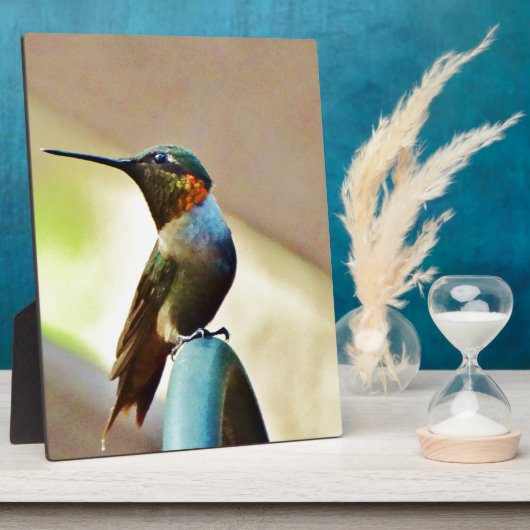 Ruby und Grüner kleiner Hummingbird Fotoplatte (Seite)