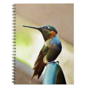 Ruby und Grüner kleiner Hummingbird Notizblock